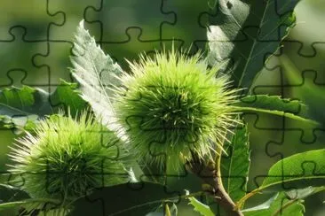 verde jigsaw puzzle