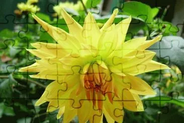 dahlia