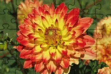 dahlia