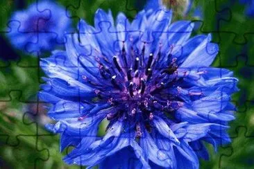 flores
