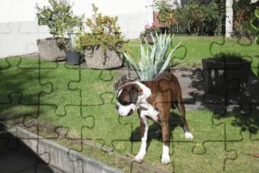 Boxer 2 jigsaw puzzle