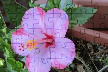 פאזל של ibiscus