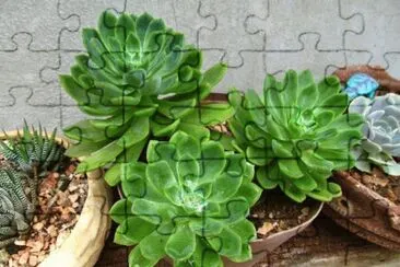 hoja suculenta jigsaw puzzle