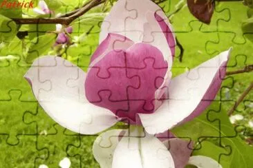 magnolia