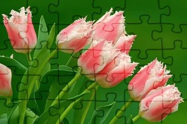tulipes jigsaw puzzle
