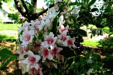 weigela jigsaw puzzle