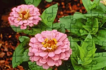 zinnia jigsaw puzzle