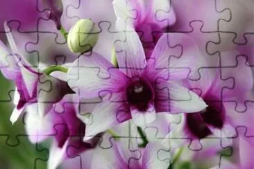 dendrobium jigsaw puzzle