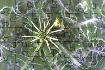 ×§×•×¥ jigsaw puzzle