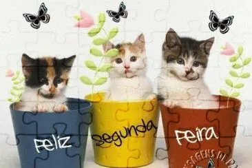 gatinhos
