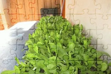  jigsaw puzzle