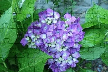 FLORES jigsaw puzzle