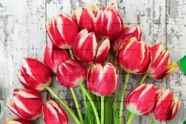 Tulipas jigsaw puzzle