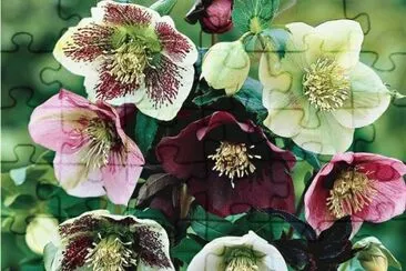 Violetas jigsaw puzzle