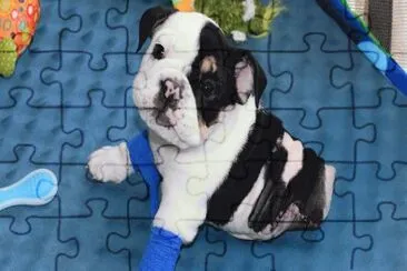 Cachorro jigsaw puzzle