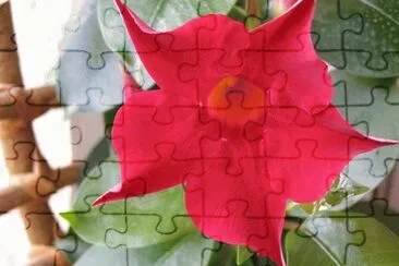 mandevilla jigsaw puzzle