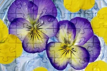 Flores