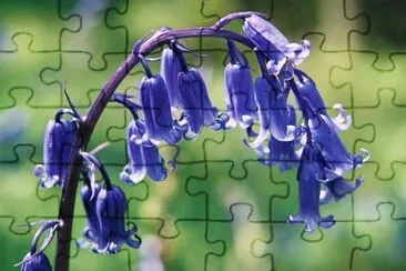 jacinthes des bois jigsaw puzzle