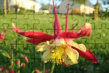 ancolie jigsaw puzzle
