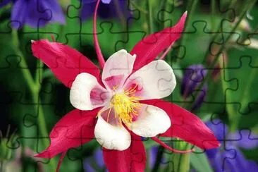 ancolie jigsaw puzzle