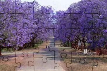 jacarandas
