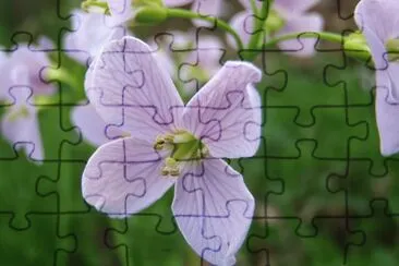 cardamine jigsaw puzzle