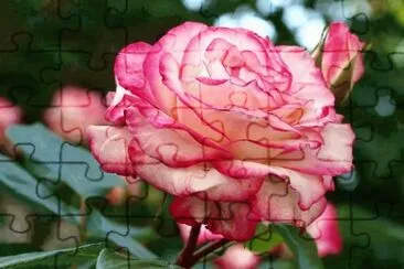 Rosas jigsaw puzzle