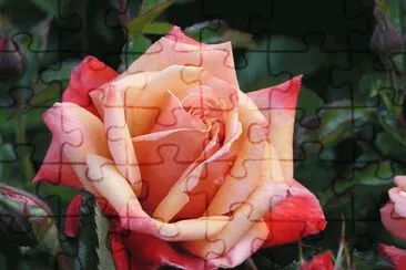 Rosa jigsaw puzzle