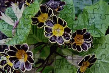 primevere jigsaw puzzle