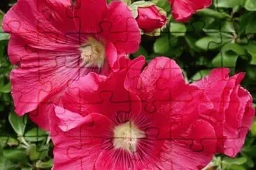 flores jigsaw puzzle