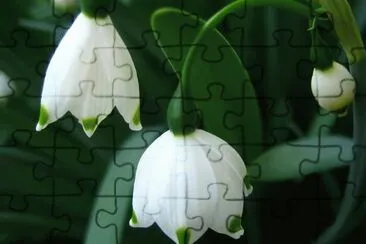 f jigsaw puzzle