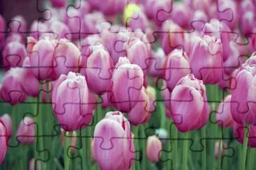 f jigsaw puzzle