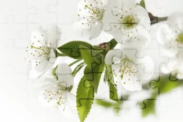 f jigsaw puzzle