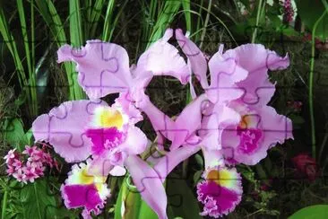 orquÃ­deas