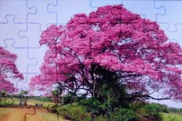 527 jigsaw puzzle
