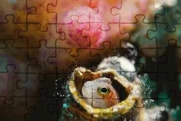 פאזל של curioseando