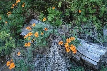 mutisias