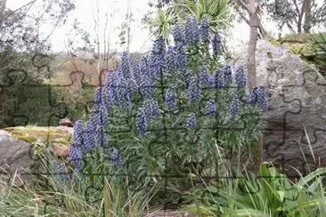 echium candicans jigsaw puzzle