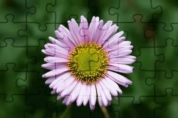 erigeron jigsaw puzzle