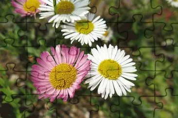erigeron jigsaw puzzle