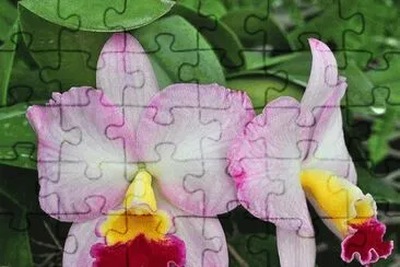 orquÃ­dea