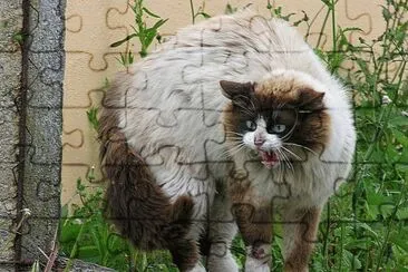 enojado jigsaw puzzle