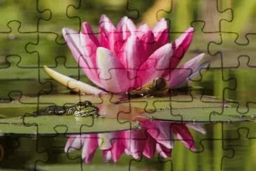 rana florista jigsaw puzzle