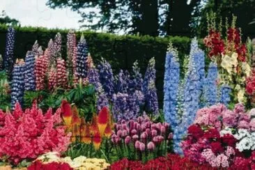 primavera jigsaw puzzle
