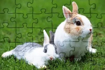 Aves  Animais