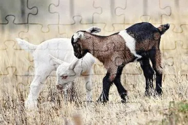 Animais