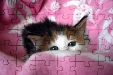 פאזל של Animais