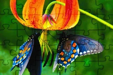 Butterflie