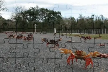 En la Ruta 22. Pinar del RÃ­o. Cuba jigsaw puzzle