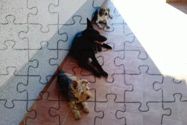 פאזל של Fotos de mis perros